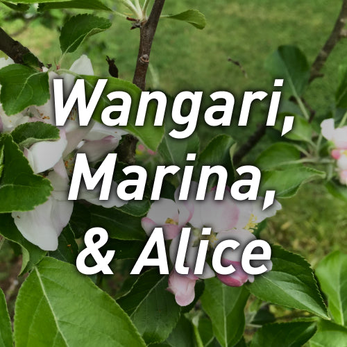 Wangari, Marina, & Alice