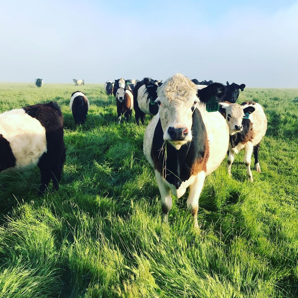 Markegard Family Grass-Fed