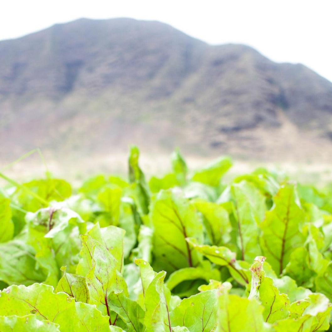 MA'O Organic Farms