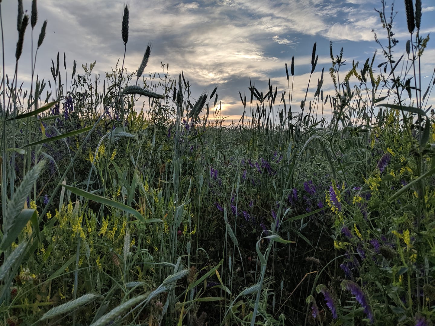 Soil Health Academy