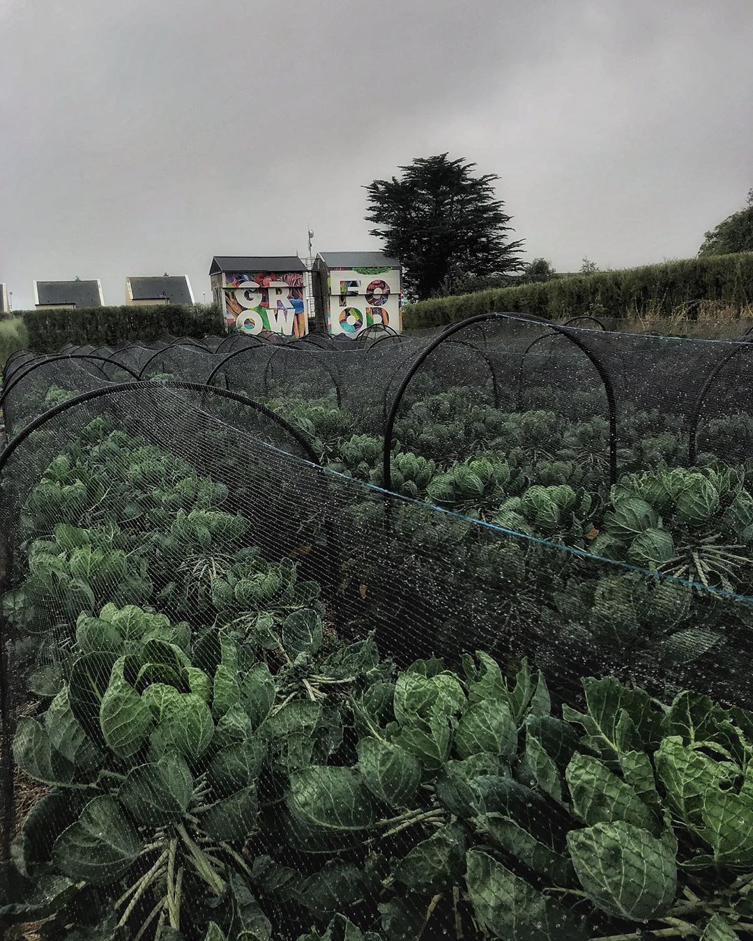 Ballymaloe Cookery School, Ireland