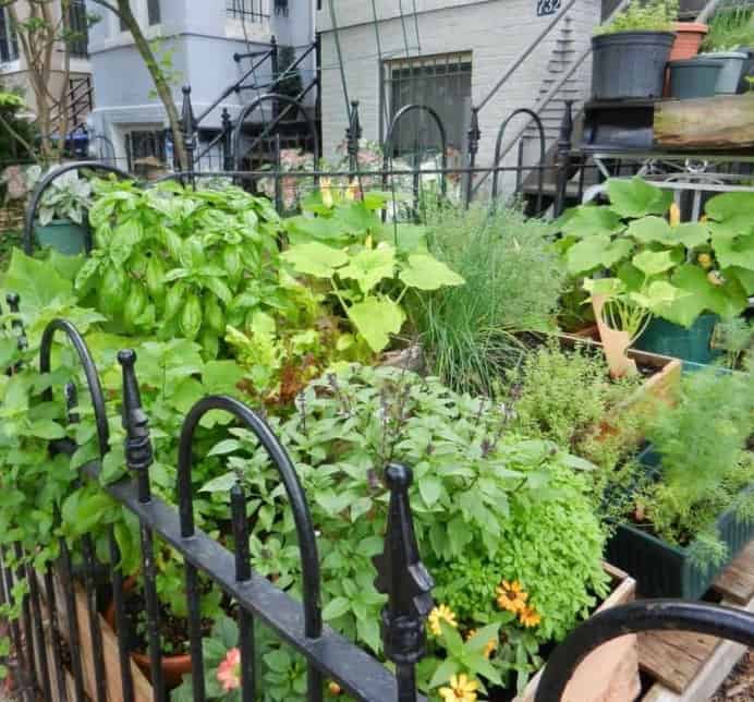 Website - Food Not Lawns
