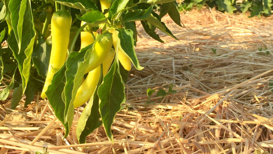 5 Principles for Building Healthy Soil
