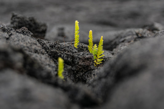 Starting My Regenerative Path at Soil Health Academy