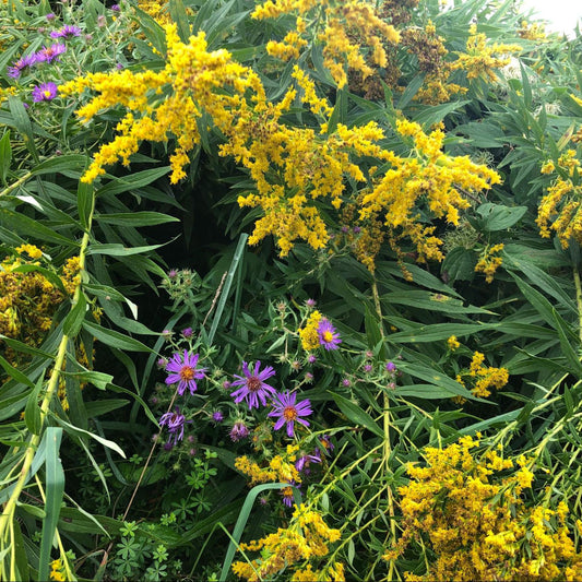 Goldenrod Season