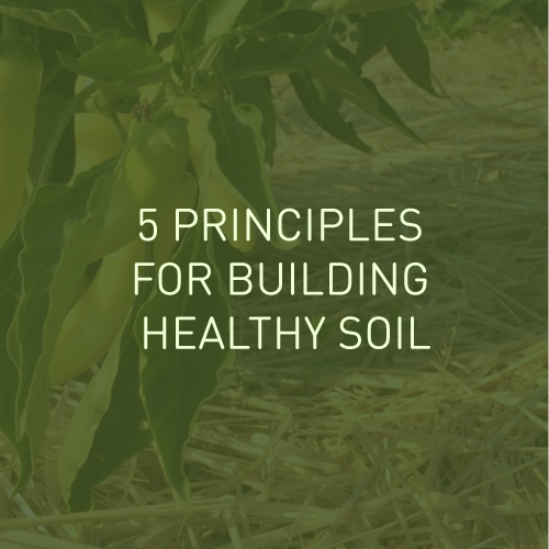 5 Principles for Building Healthy Soil