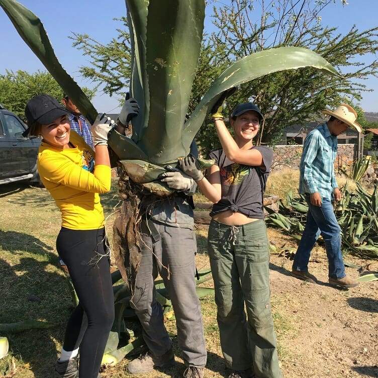 Ecosystem Restoration Camps: Via Organica, Mexico