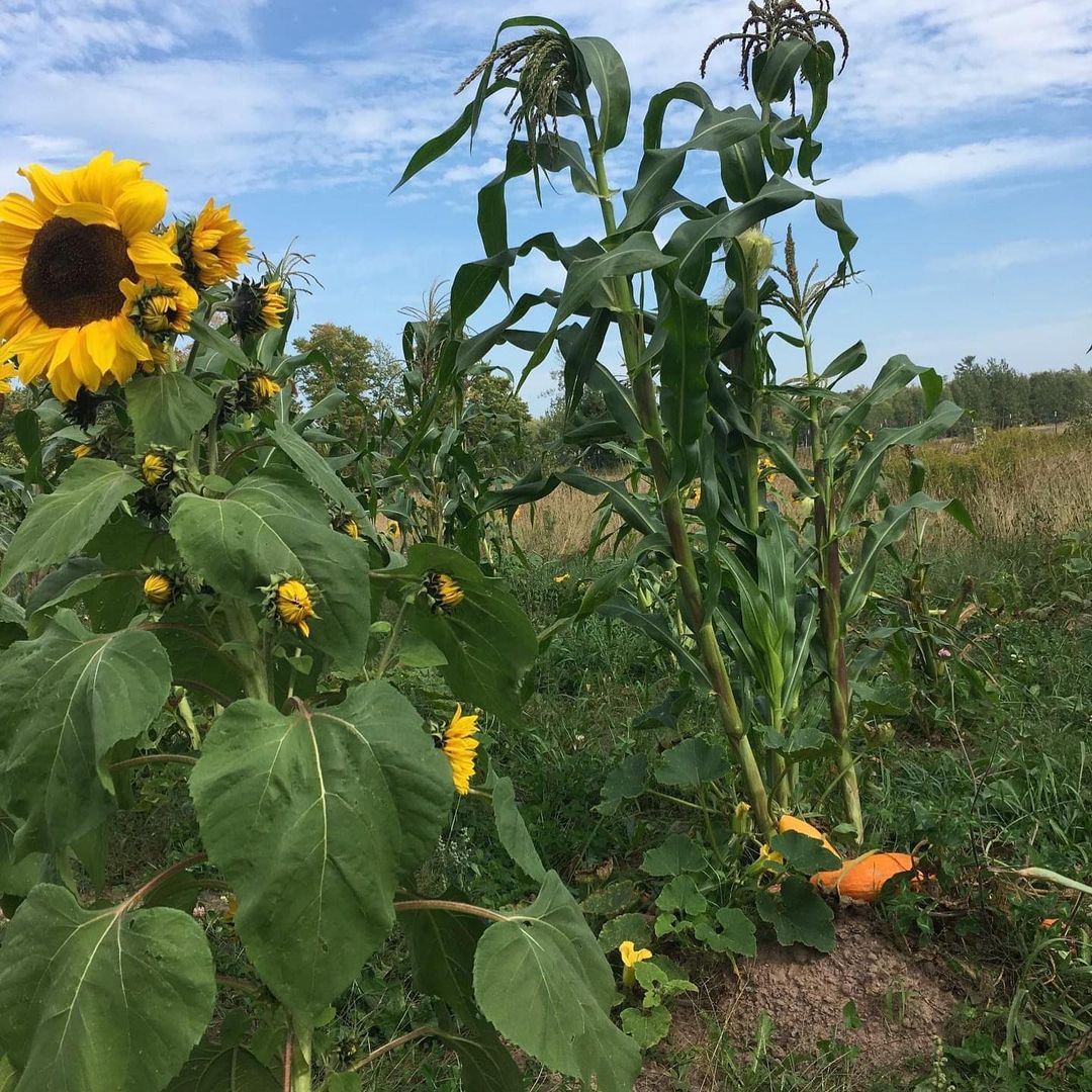 The Intertribal Agriculture Council