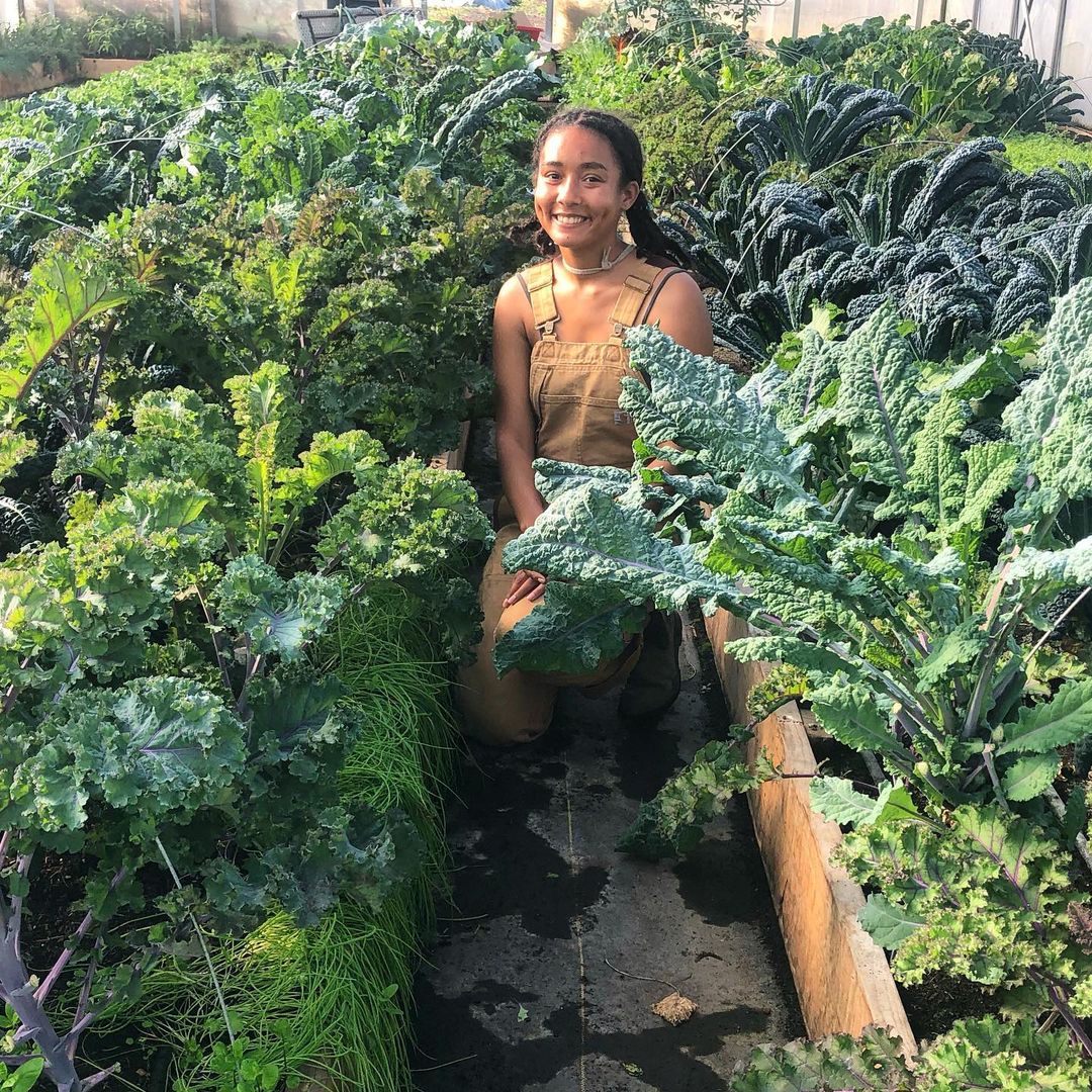 Social Media - Sundance Harvest Instagram