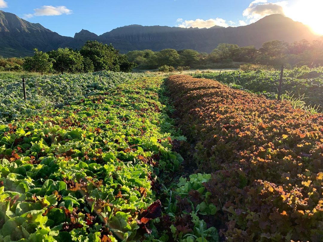 MA'O Organic Farms