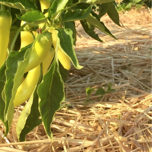 5 Principles for Building Healthy Soil