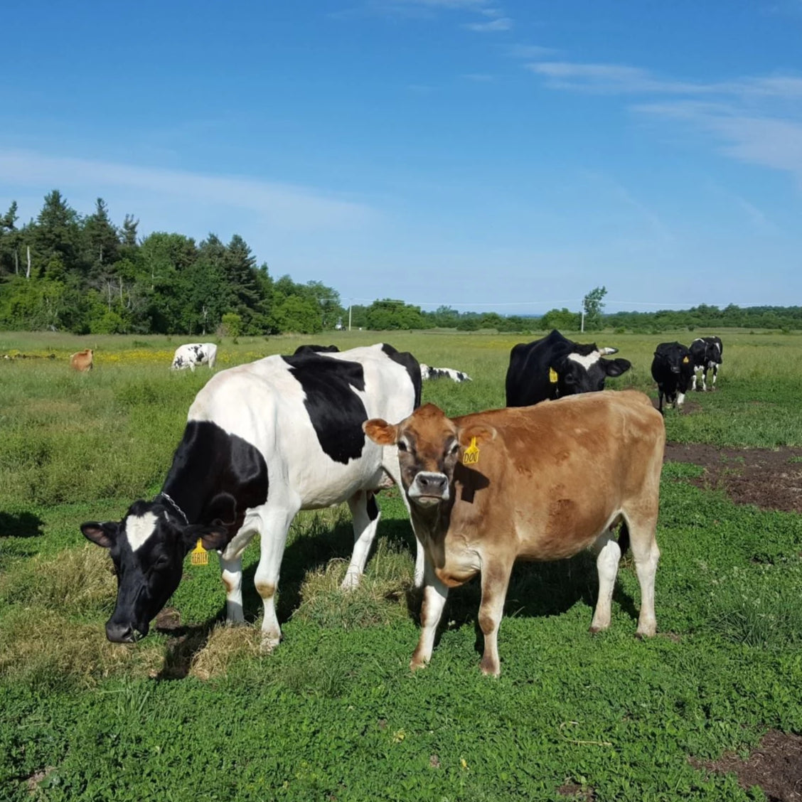 Iroquois Valley Farmland REIT