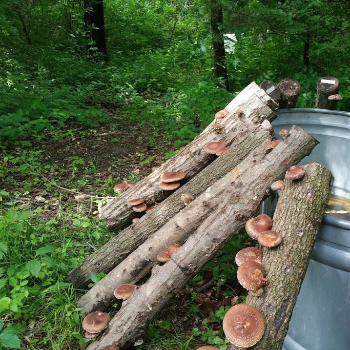 The Center for
Agroforestry