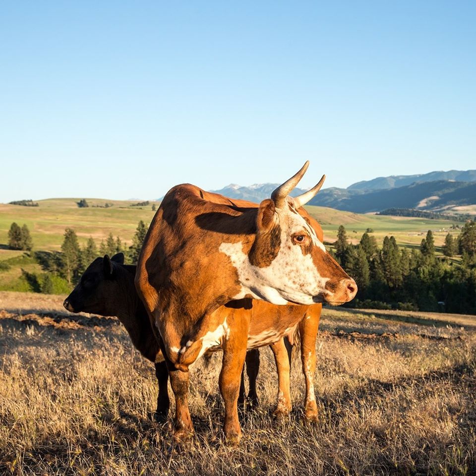 Carman Ranch