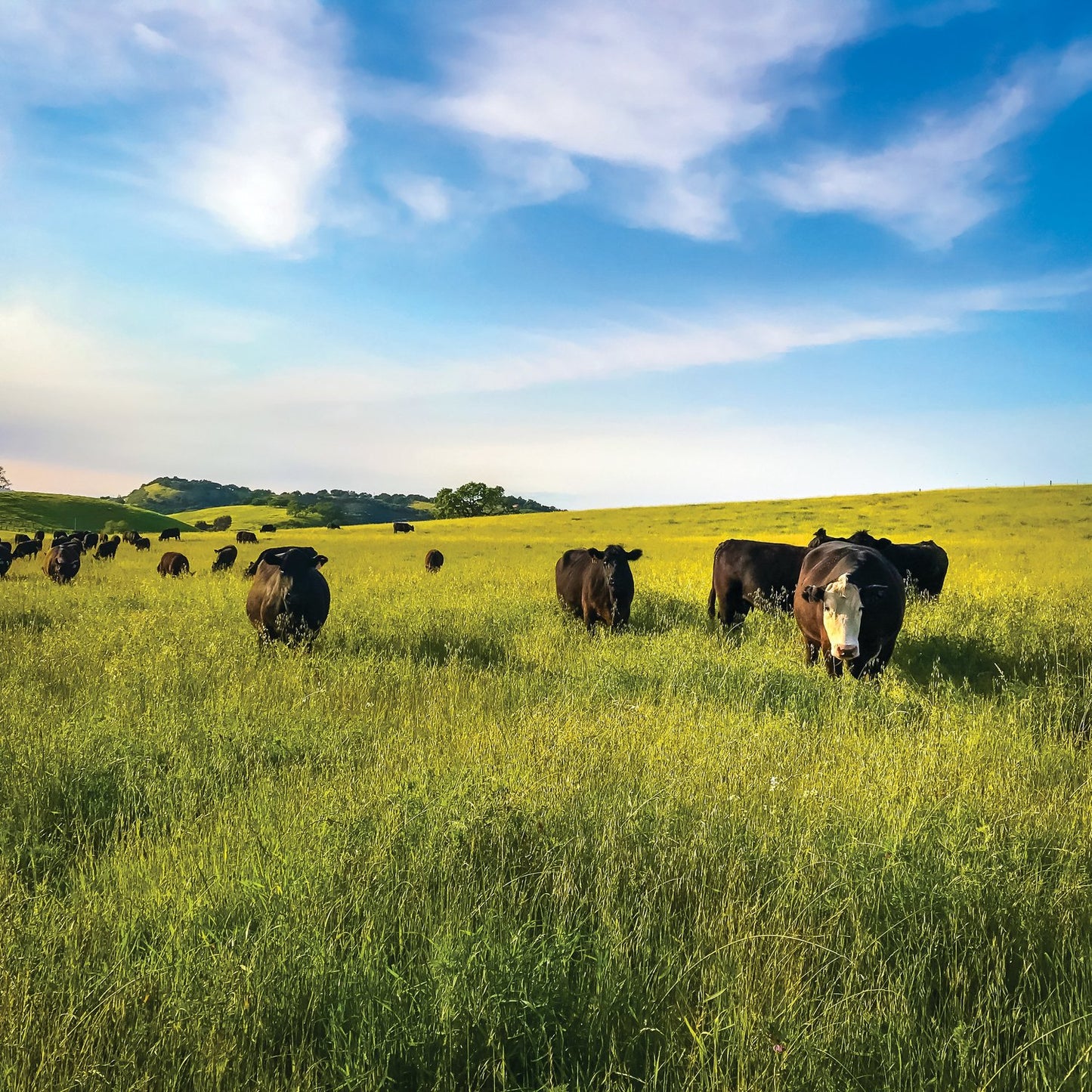 Corral de Tierra Cattle Company