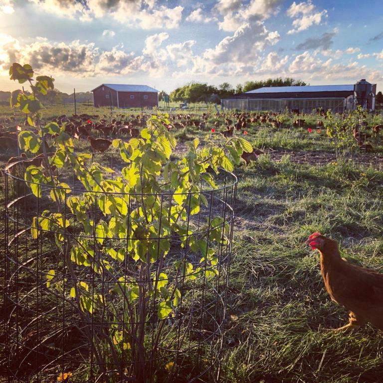 Regeneration Farms