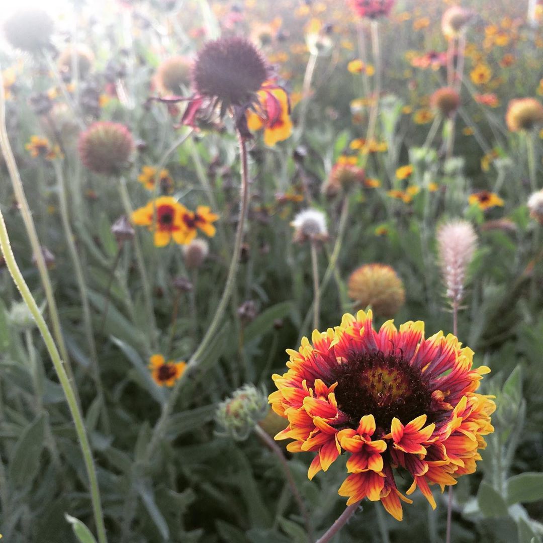 New Mexico Healthy Soil Working Group