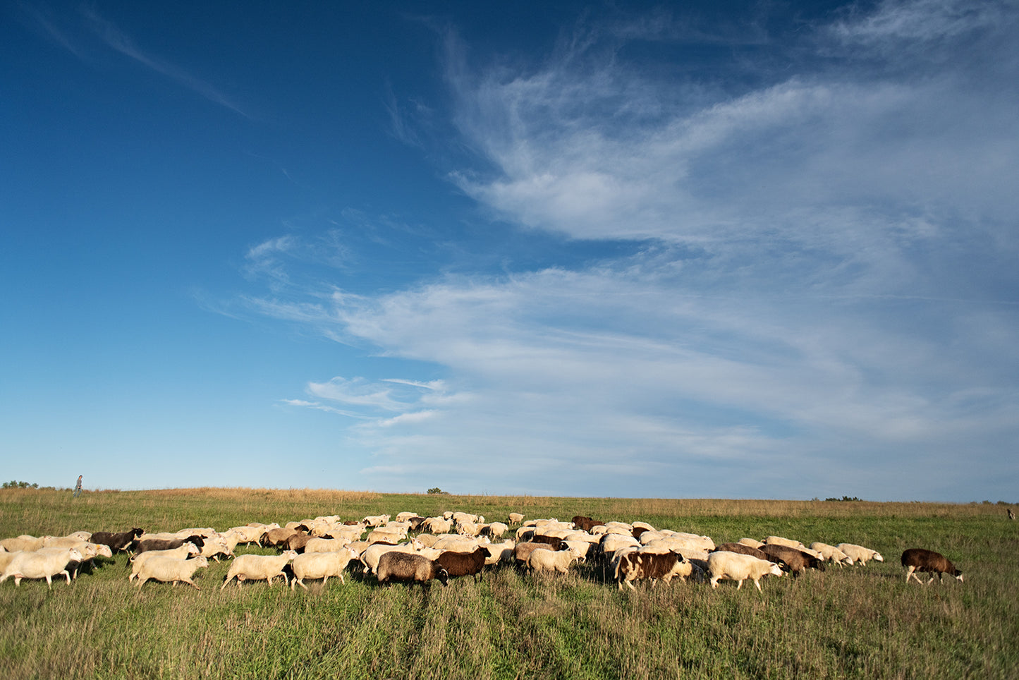 Central Grazing Company