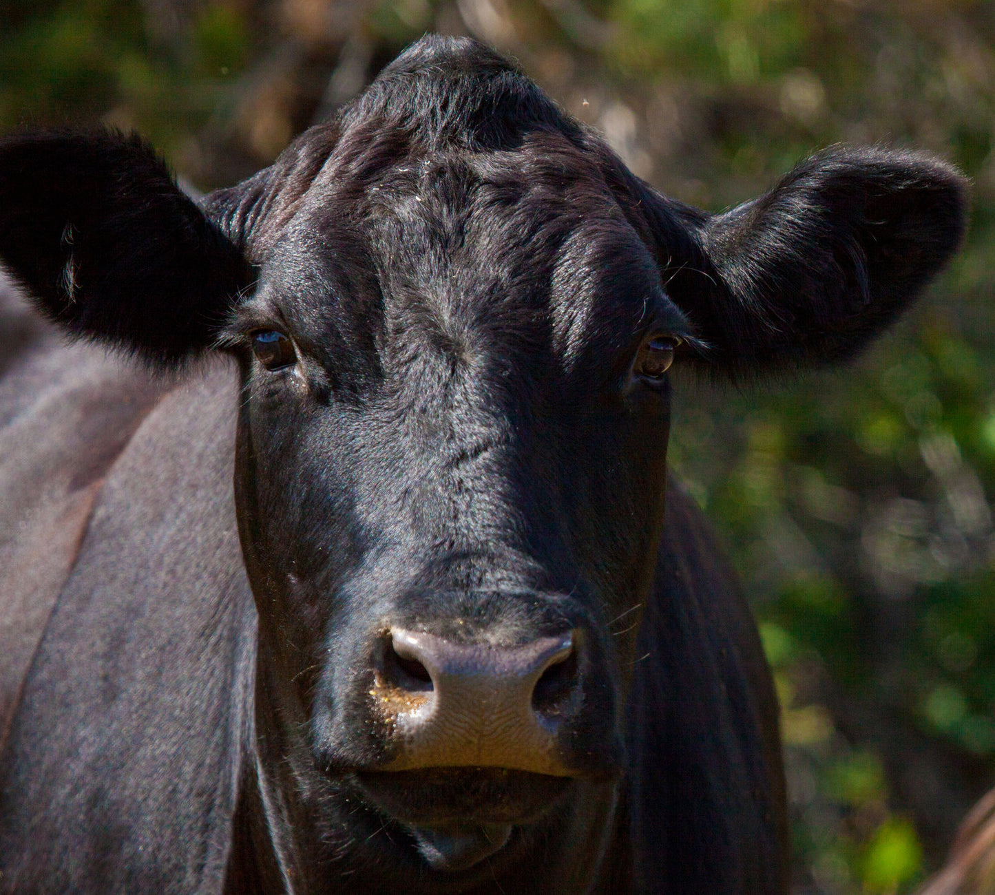 Corral de Tierra Cattle Company