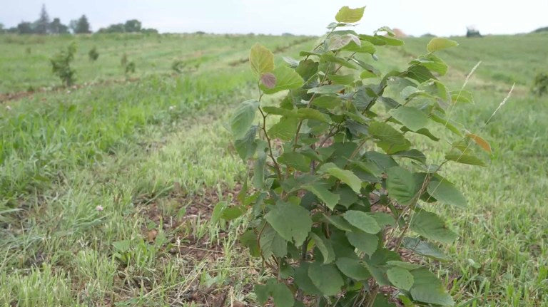 Regeneration Farms