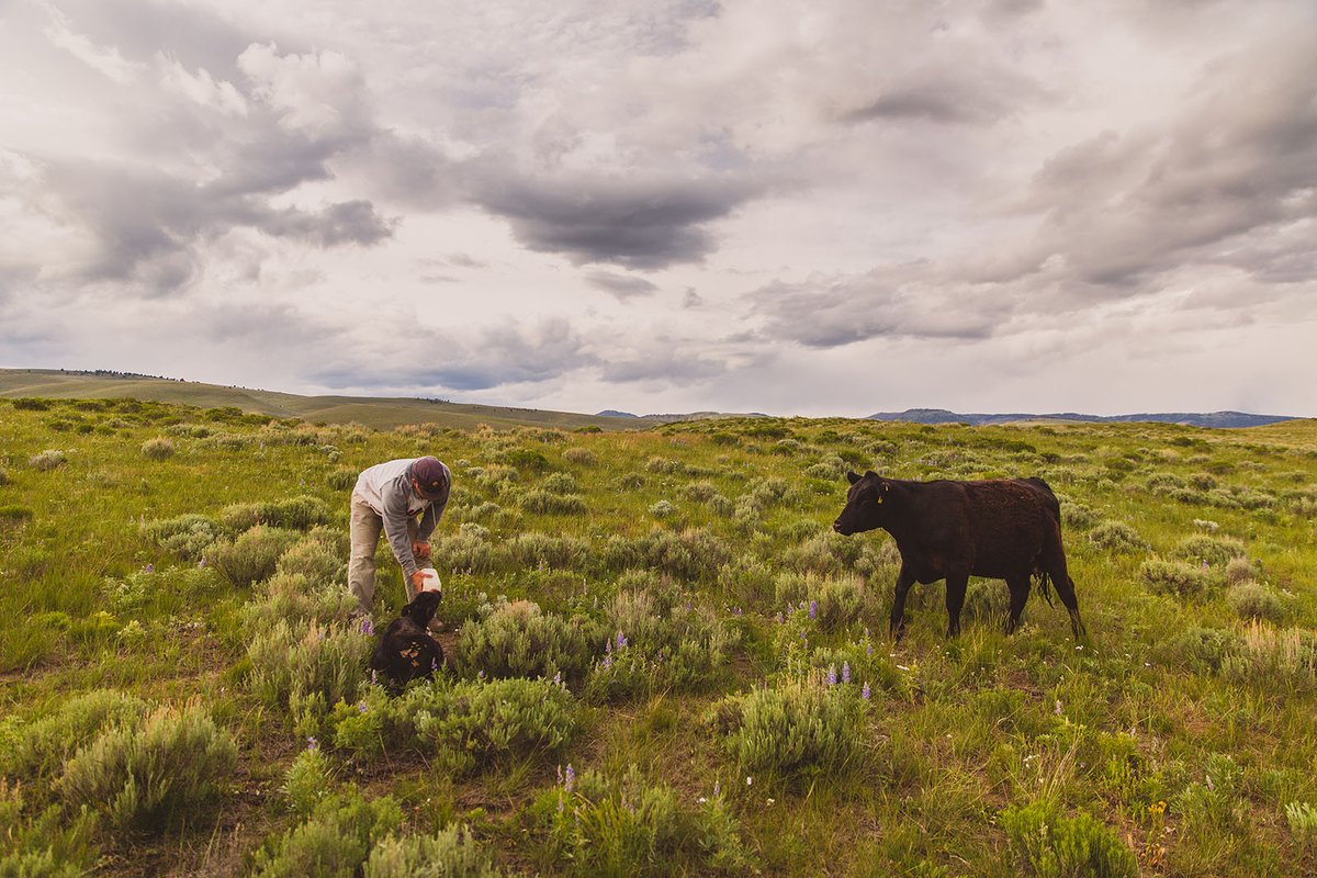 Yellowstone Grassfed Beef