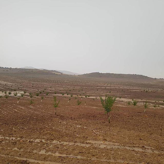 Ecosystem Restoration Camps: Altiplano, Spain