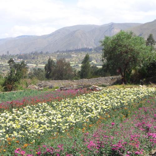 Ecosystem Restoration Camps: Chocaya, Bolivia