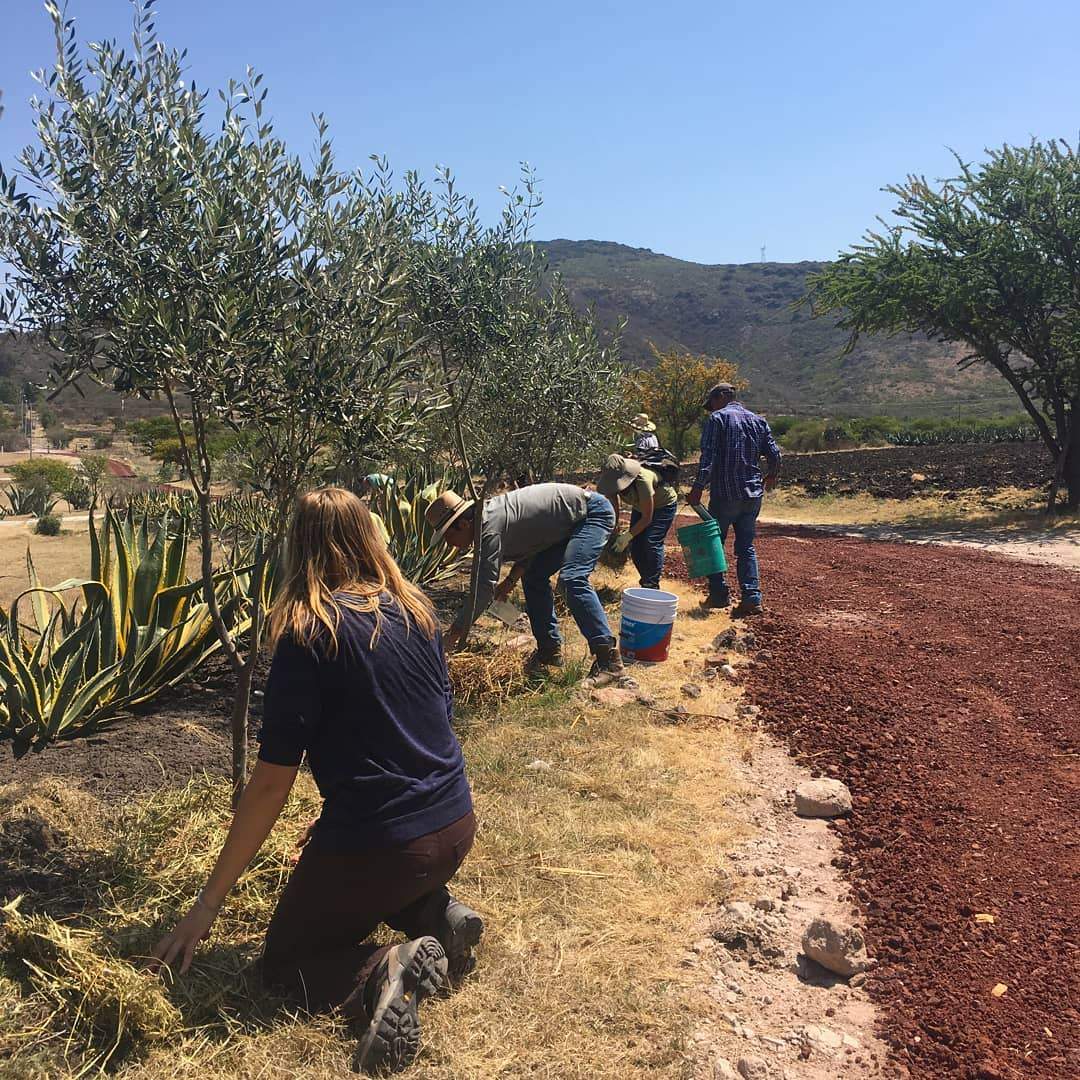 Ecosystem Restoration Camps: Via Organica, Mexico