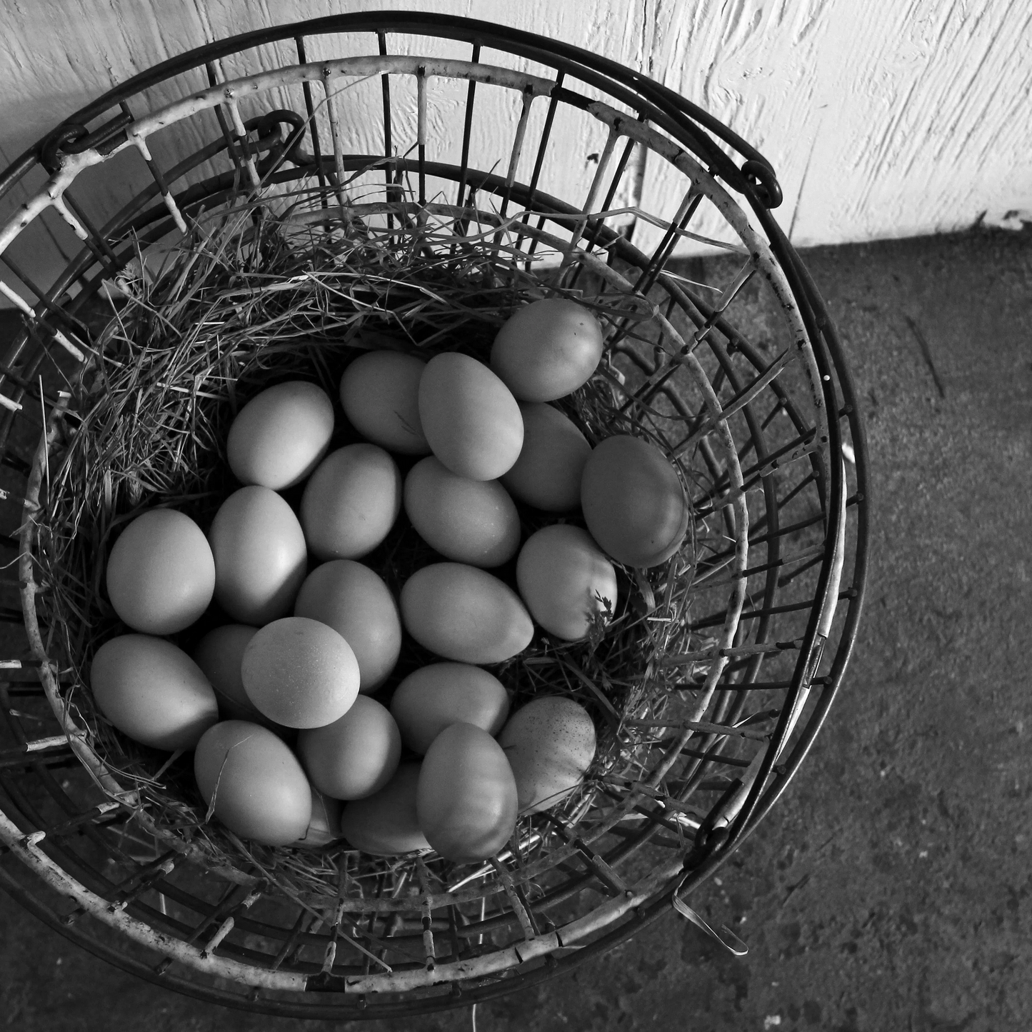 Wendell Berry Farming Program