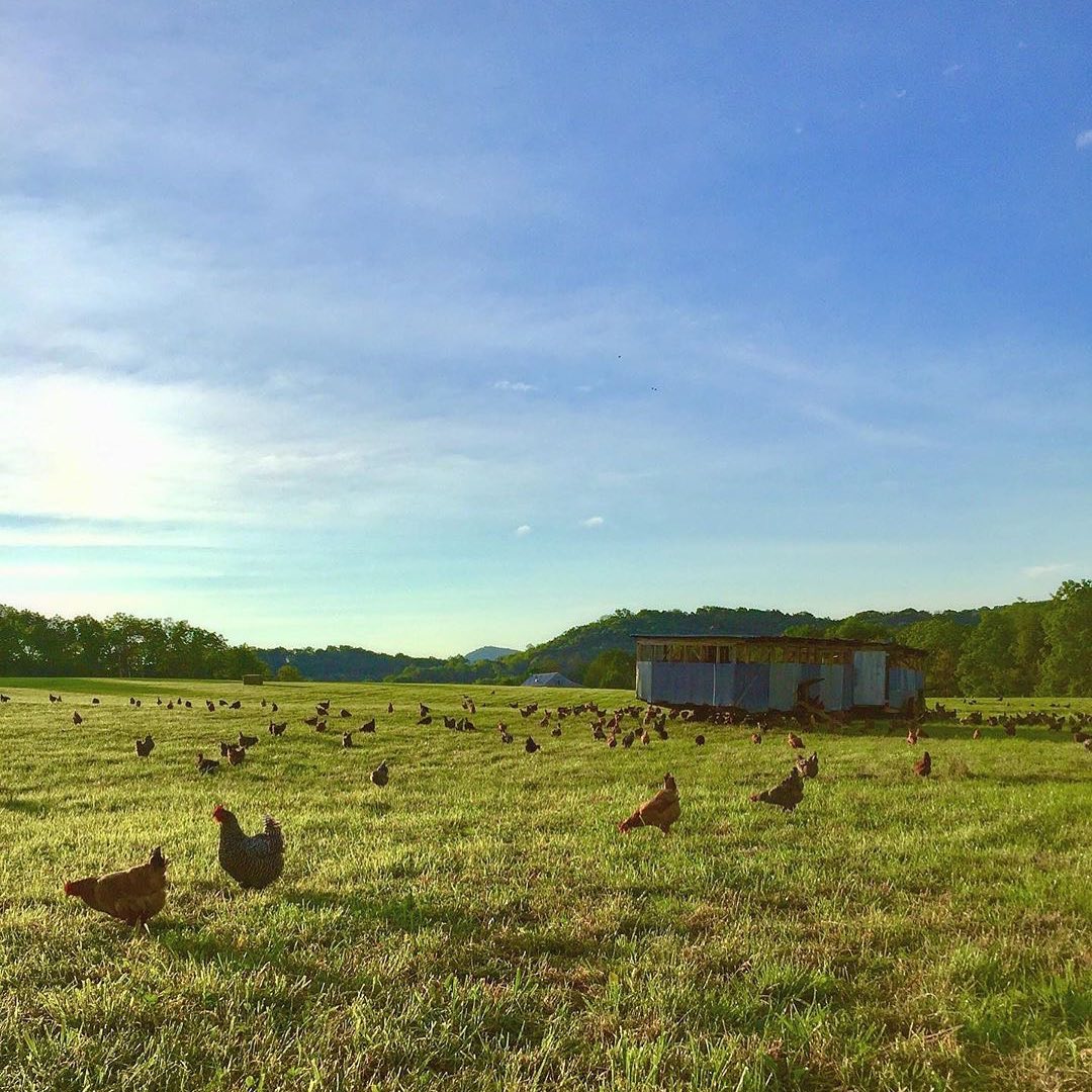 Polyface Farm