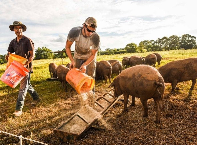 White Oak Pastures