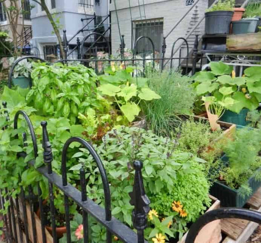 Website - Food Not Lawns