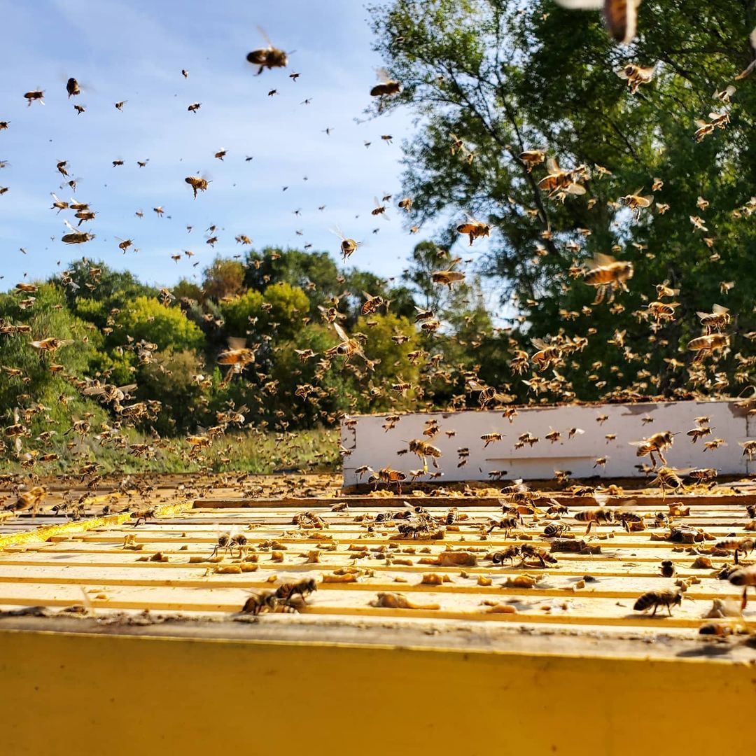 Blue Dasher Farm