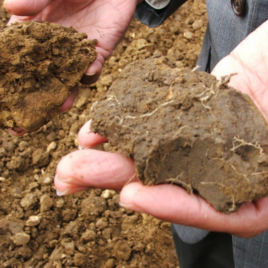 Article - Soil as Carbon Storehouse: New Weapon in Climate Fight?