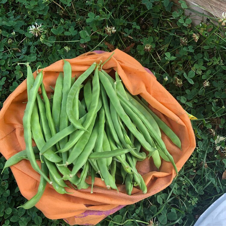 Sundance Harvest