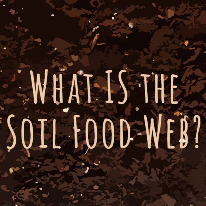 Video - What is the Soil Food Web?